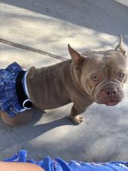 Lost Female Dog last seen Wimbleton Dr and Greenbriar Dr, Victorville, CA 92395