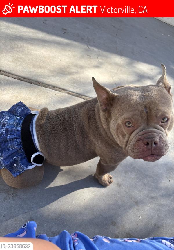 Lost Female Dog last seen Wimbleton Dr and Greenbriar Dr, Victorville, CA 92395