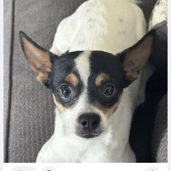 Lost Male Dog last seen Horse creek drive Midvale Utah, Midvale, UT 84047