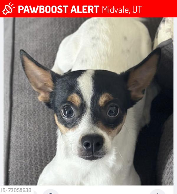 Lost Male Dog last seen Horse creek drive Midvale Utah, Midvale, UT 84047