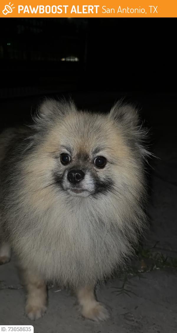 Found/Stray Unknown Dog last seen Ashley & Yett, San Antonio, TX 78221