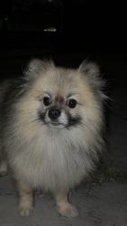 Found/Stray Unknown Dog last seen Ashley & Yett, San Antonio, TX 78221