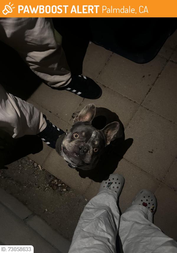 Found/Stray Male Dog last seen ave a, Palmdale, CA 93552