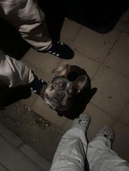 Found/Stray Male Dog last seen ave a, Palmdale, CA 93552