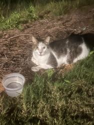 Found/Stray Male Cat last seen Dacula, Gwinnett County, GA 30019