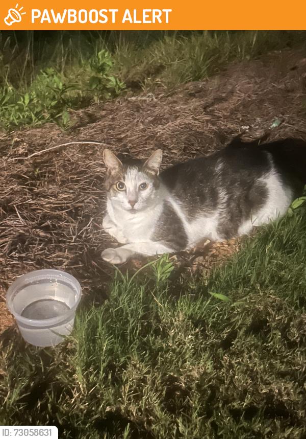 Found/Stray Male Cat last seen Dacula, Gwinnett County, GA 30019