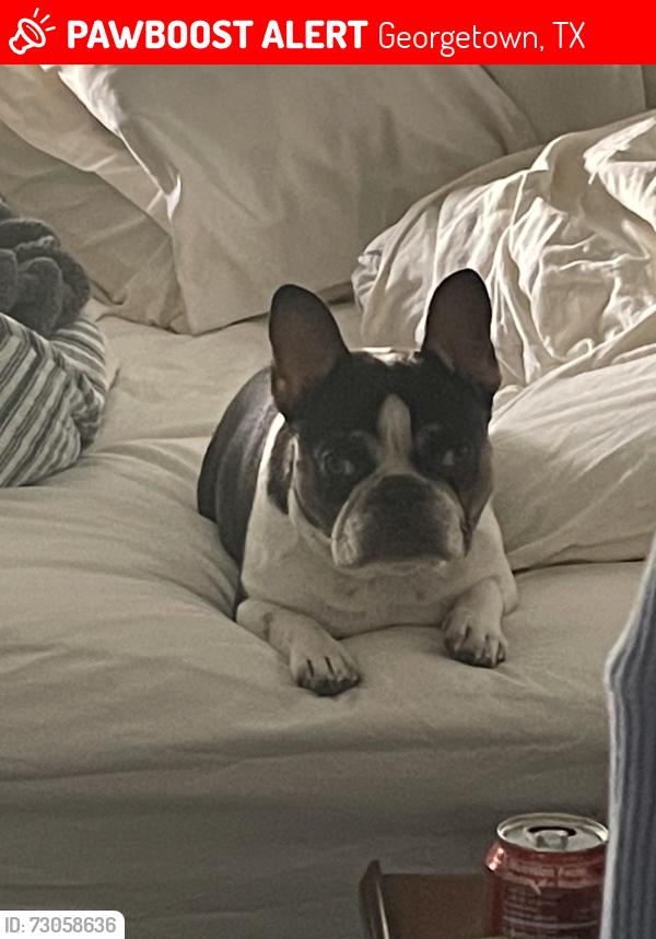 Lost Male Dog last seen San Gabriel Park, Georgetown, TX 78626
