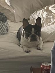 Lost Male Dog last seen San Gabriel Park, Georgetown, TX 78626