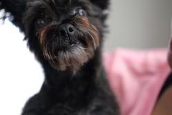 Lost Female Dog last seen Normandie and Levinson , Torrance, CA 90502