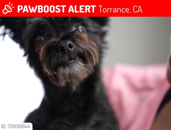 Lost Female Dog last seen Normandie and Levinson , Torrance, CA 90502