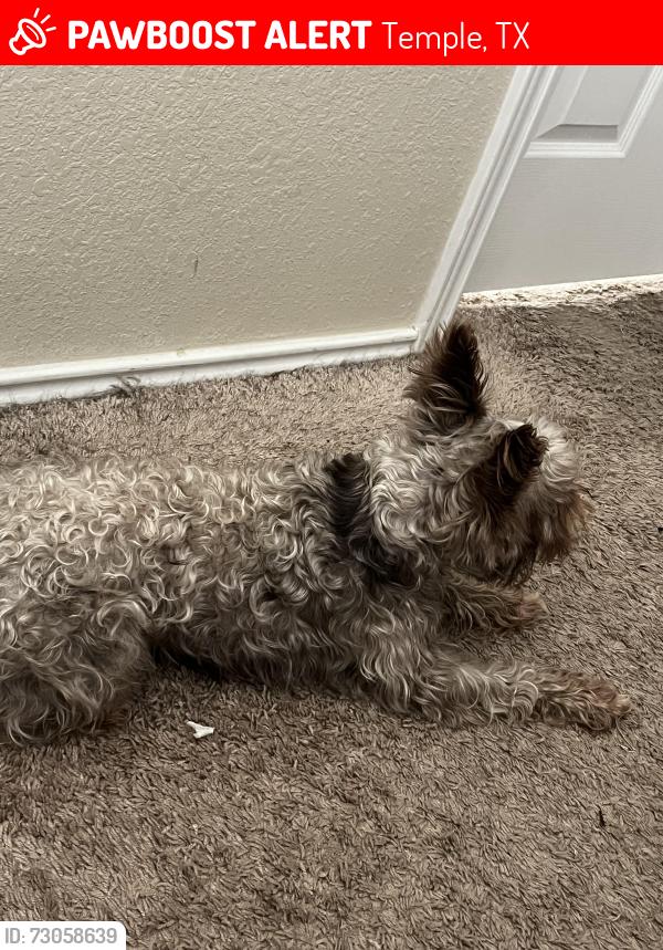 Lost Male Dog last seen Fawn lily, Temple, TX 76502
