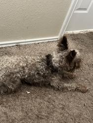 Lost Male Dog last seen Fawn lily, Temple, TX 76502