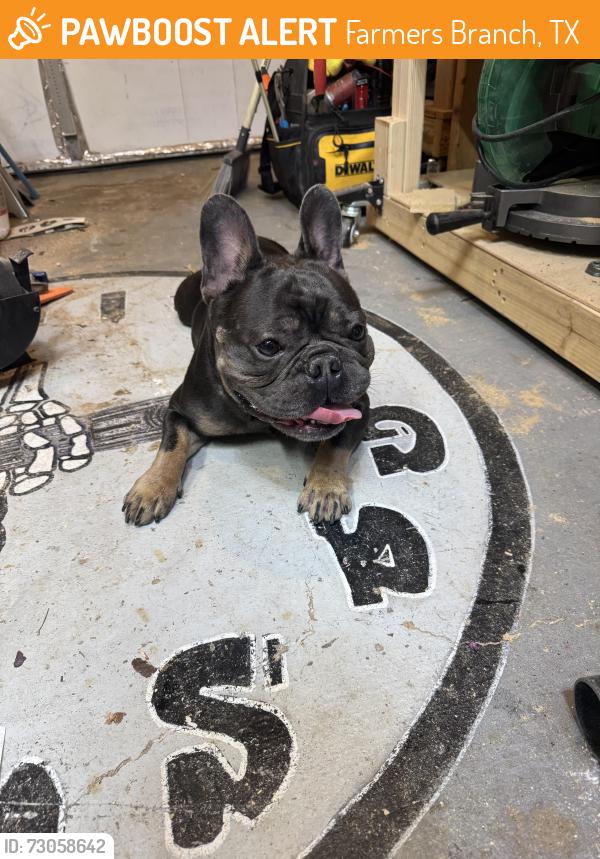 Found/Stray Male Dog last seen Farmers branch library , Farmers Branch, TX 75234