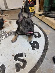 Found/Stray Male Dog last seen Farmers branch library , Farmers Branch, TX 75234