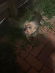 Found/Stray Male Dog last seen Charter oaks, Newport News, VA 23608
