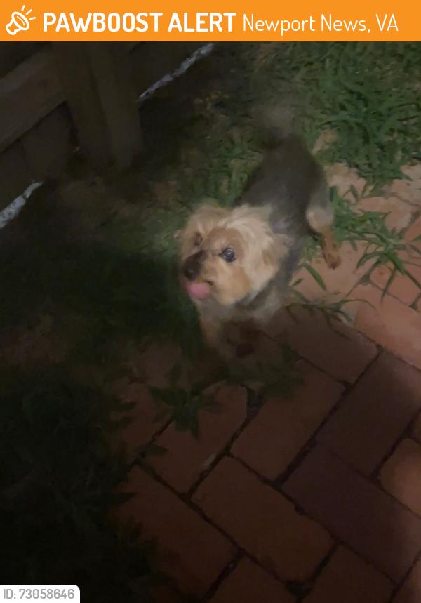 Found/Stray Male Dog last seen Charter oaks, Newport News, VA 23608