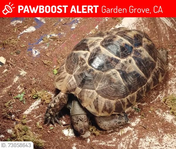 Lost Female Reptile last seen Loraleen and Lampson Stree Garden Grove, Garden Grove, CA 92841
