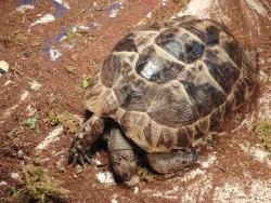 Lost Female Reptile last seen Loraleen and Lampson Stree Garden Grove, Garden Grove, CA 92841