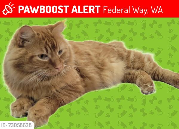 Lost Male Cat last seen SW 325TH ST & 35Th Ave  Twin Lakes, Federal Way, WA, Federal Way, WA 98023