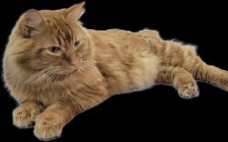 Lost Male Cat last seen SW 325TH ST & 35Th Ave  Twin Lakes, Federal Way, WA, Federal Way, WA 98023