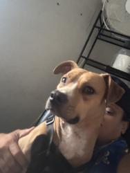 Reunited Male Dog last seen Champman & Harbor blvd, Garden Grove, CA 92842