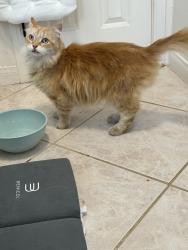 Found/Stray Unknown Cat last seen Juniper and felicita, Escondido, CA 92025