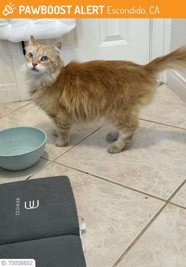 Found/Stray Unknown Cat last seen Juniper and felicita, Escondido, CA 92025