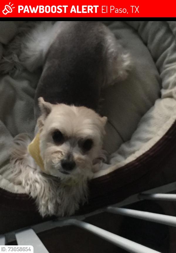 Lost Female Dog last seen Near the cielo vista ma, El Paso, TX 79915