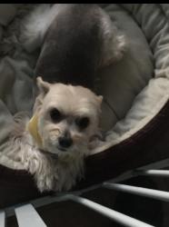 Lost Female Dog last seen Near the cielo vista ma, El Paso, TX 79915