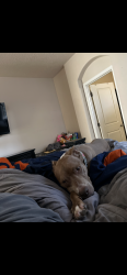Lost Female Dog last seen Near, Rio Rancho, NM 87144