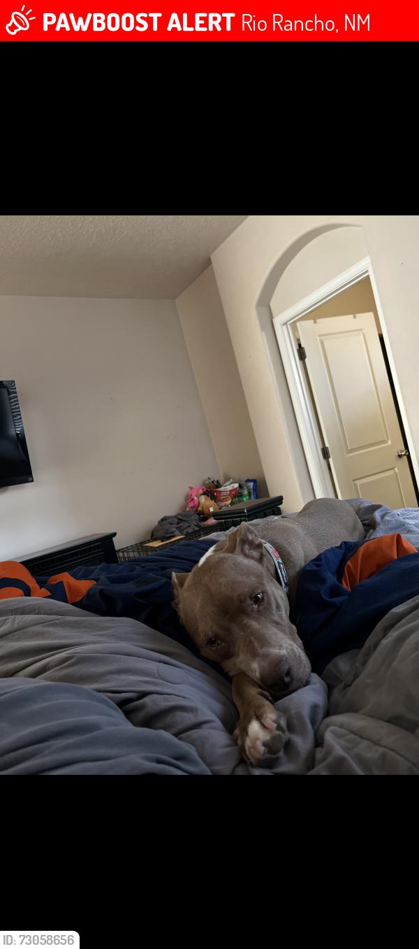 Lost Female Dog last seen Near, Rio Rancho, NM 87144