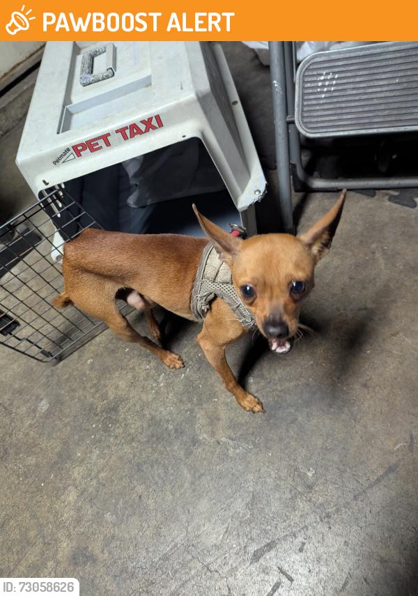 Found/Stray Male Dog last seen Olympic Blvd and concourse East LA/Montebello , East Los Angeles, CA 90022