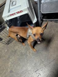 Found/Stray Male Dog last seen Olympic Blvd and concourse East LA/Montebello , East Los Angeles, CA 90022
