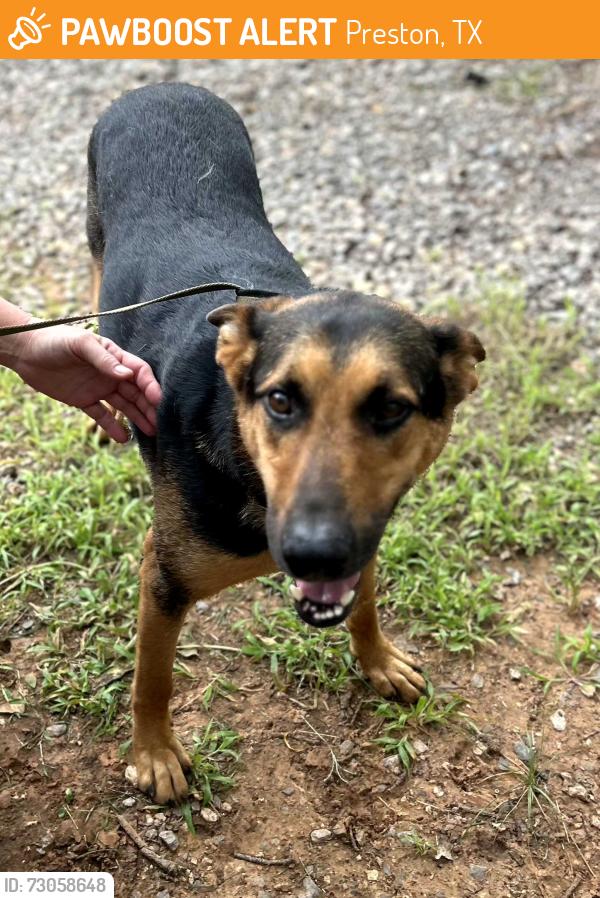 Found/Stray Male Dog last seen Hiland Park Dr, Preston, TX 75076