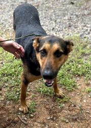 Found/Stray Male Dog last seen Hiland Park Dr, Preston, TX 75076
