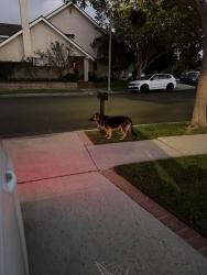 Found/Stray Unknown Dog last seen McLaughlin, Los Angeles, CA 90066