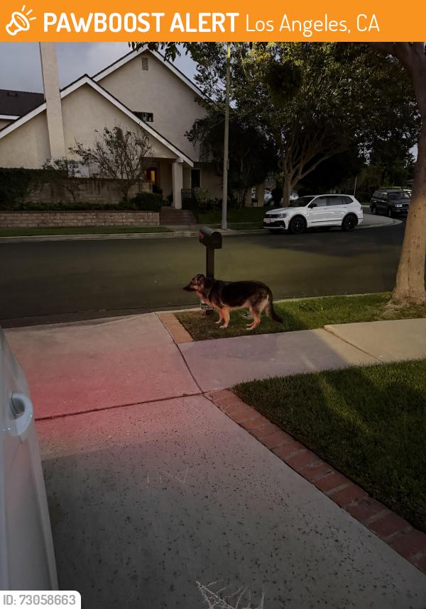Found/Stray Unknown Dog last seen McLaughlin, Los Angeles, CA 90066