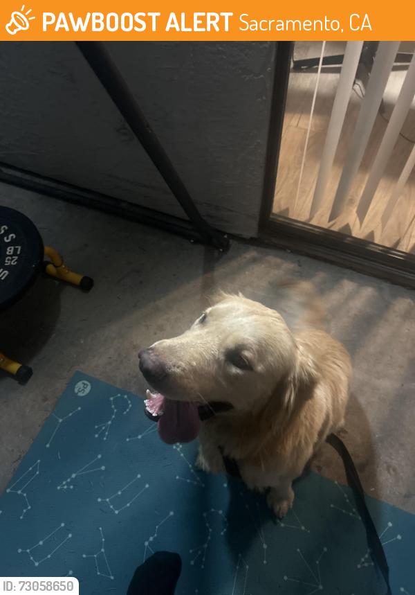 Found/Stray Male Dog last seen W El Camino Ave, Sacramento, CA 95833, Sacramento, CA 95833
