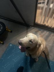 Found/Stray Male Dog last seen W El Camino Ave, Sacramento, CA 95833, Sacramento, CA 95833