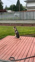 Lost Male Dog last seen Tacoma Bass Pro Shop, Tacoma, WA 98402