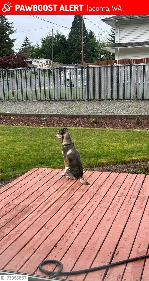 Lost Male Dog last seen Tacoma Bass Pro Shop, Tacoma, WA 98402