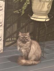 Found/Stray Unknown Cat last seen 43rd and Maplewood, 5 hses down of alley., Chicago, IL 60632