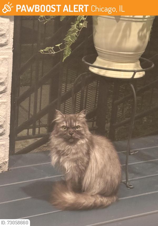 Found/Stray Unknown Cat last seen 43rd and Maplewood, 5 hses down of alley., Chicago, IL 60632