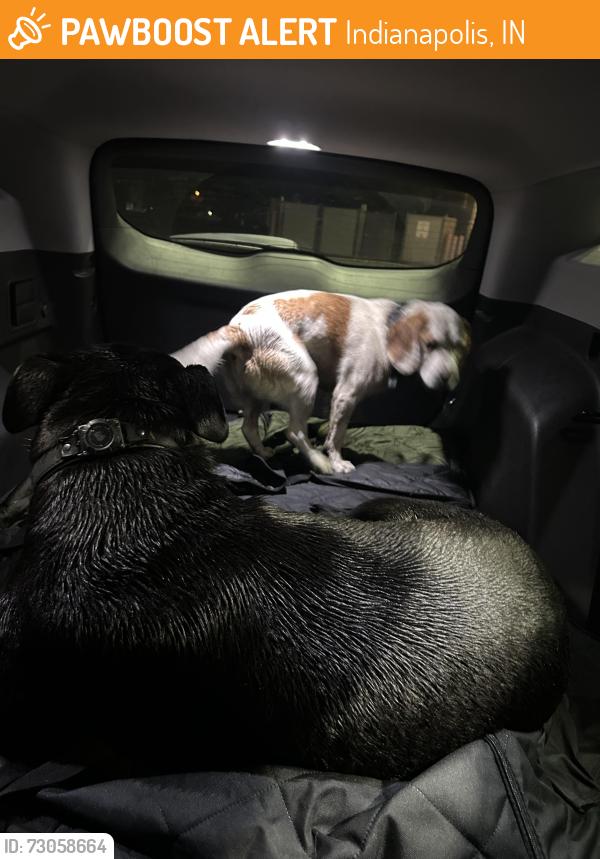 Found/Stray Male Dog last seen South Emerson Avenue and Stop 11 Road, Indianapolis, IN 46237
