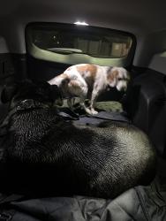 Found/Stray Male Dog last seen South Emerson Avenue and Stop 11 Road, Indianapolis, IN 46237