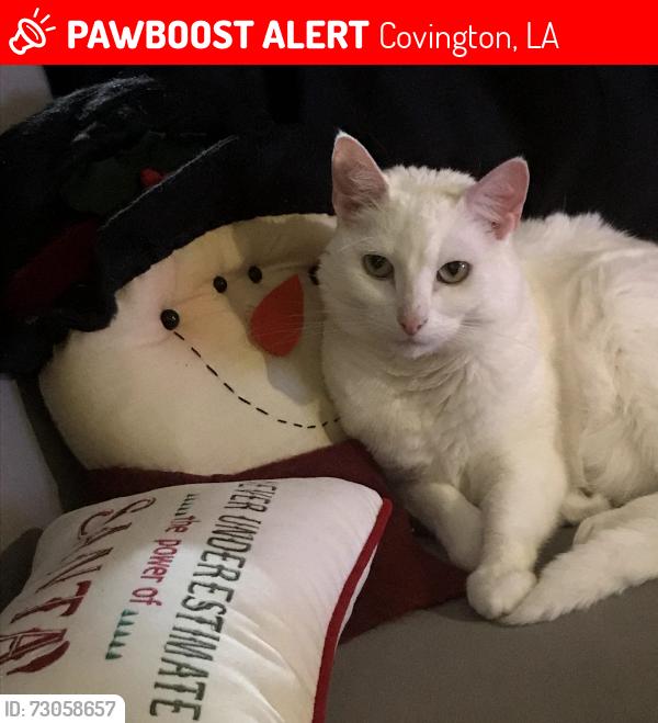 Lost Female Cat last seen Lee road and Pat O’Brien, Covington, LA 70435