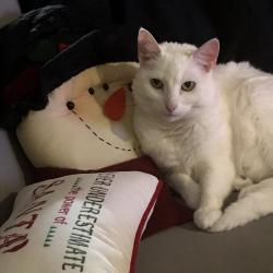 Lost Female Cat last seen Lee road and Pat O’Brien, Covington, LA 70435