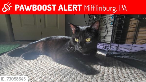 Lost Female Cat last seen Raven Lane by the New Hope Bible Church, Mifflinburg, PA 17844