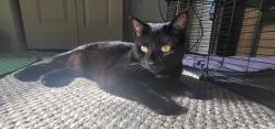 Lost Female Cat last seen Raven Lane by the New Hope Bible Church, Mifflinburg, PA 17844