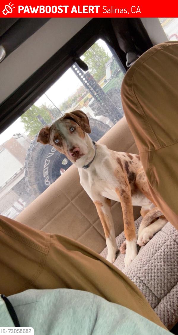 Lost Male Dog last seen Espinoza rd, Salinas, CA 93907